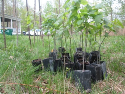 A last look at the pre-planted oaks